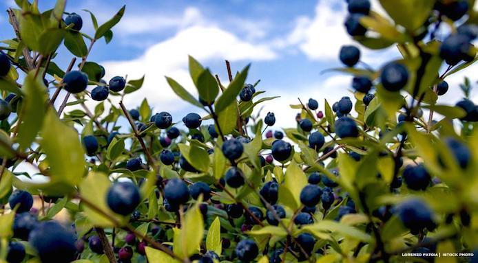 Mirto selvatico dell'Arcipelago di La Maddalena - Kumale Churrascaria. Dettaglio di bacche di mirto selvatico mature tra le foglie verdi sotto il cielo della Sardegna, ingrediente per il liquore artigianale del ristorante Kumale.